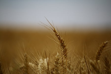 wheat field thumbnail