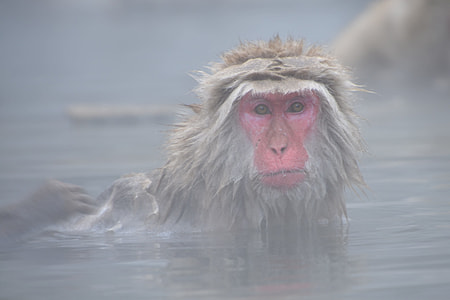 monkey taking bath thumbnail