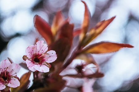 Photo of Bloomed Pink Cherry Blossom thumbnail