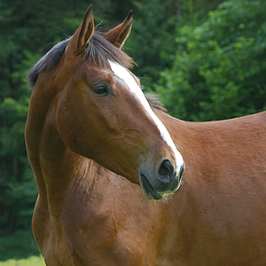 brown horse thumbnail