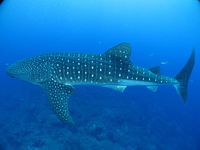 close up photo of whale shark thumbnail