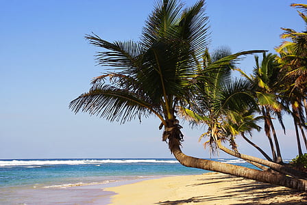 green coconut palm tree beside body of water thumbnail