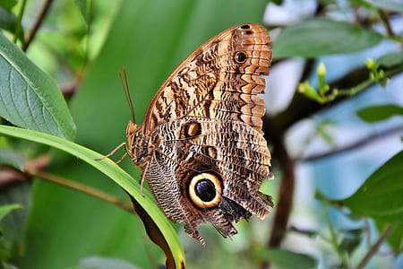selective focus photography of owl moth thumbnail