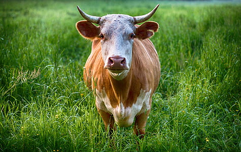 landscape, field, animal, countryside thumbnail