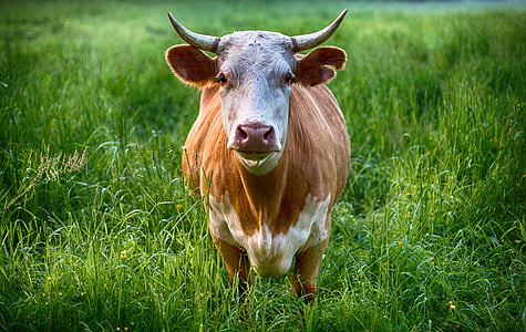 brown and white cow thumbnail
