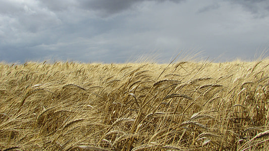 close up photography of green grass field under gray skies at daytime thumbnail