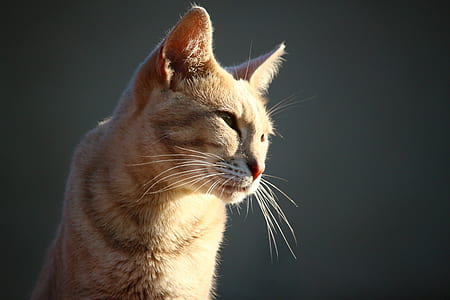 orange tabby cat facing sideways thumbnail