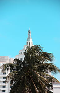 coconut tree in front of white concrete building thumbnail