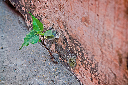 green plants macro photography thumbnail