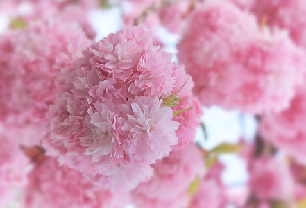 selective photography of pink petaled flowers thumbnail