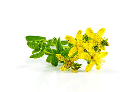 yellow petaled flowers thumbnail