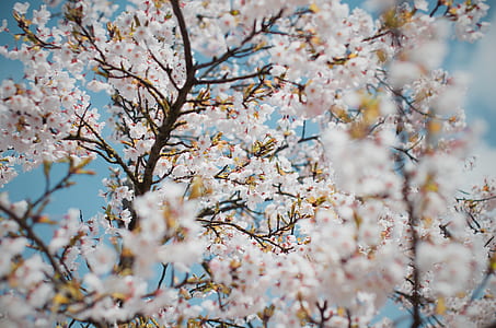 white flowering tree under calm sky thumbnail