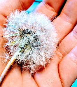 White Dandelion on Person's Hand thumbnail