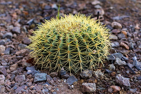 green cactus plant thumbnail