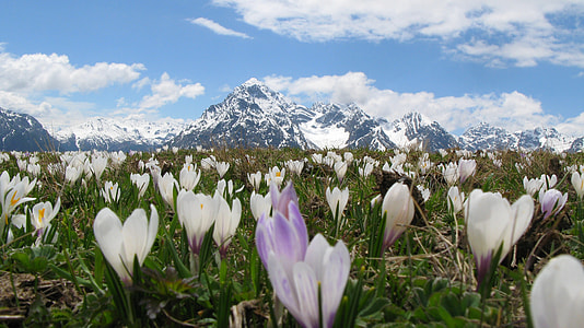 landscape photography of white and purple flowers thumbnail