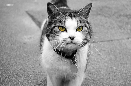 gray cat thumbnail