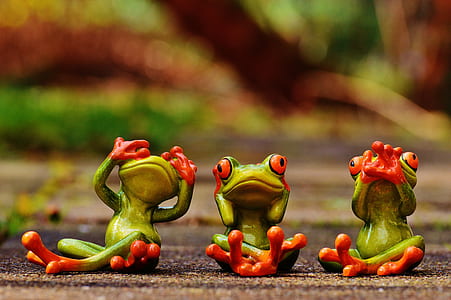 three green frogs thumbnail