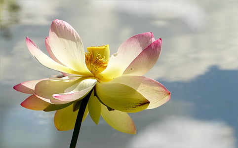 yellow and pink flower thumbnail