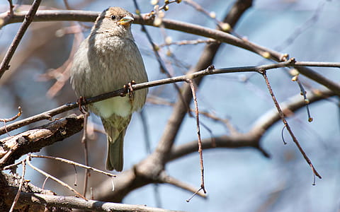 Close-up Photography of Gray Bird Perching on Twig thumbnail