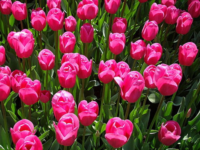 pink tulip flowers thumbnail