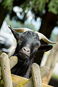 black goat near brown wooden board thumbnail
