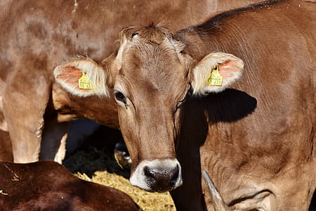 brown cow grazing on field thumbnail