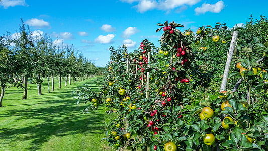 apple trees with green and red fruits thumbnail