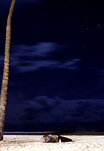 brown tree under night sky thumbnail