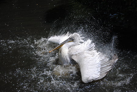 Australian white pelican on water thumbnail