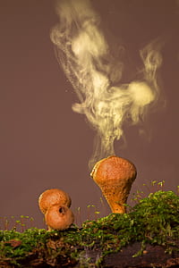 photo of brown fungus thumbnail