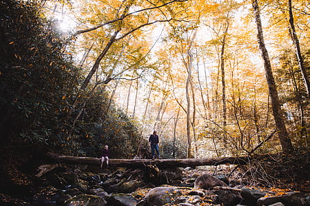 green and yellow trees thumbnail