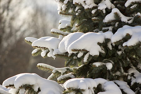 snow covered green leaf tree thumbnail