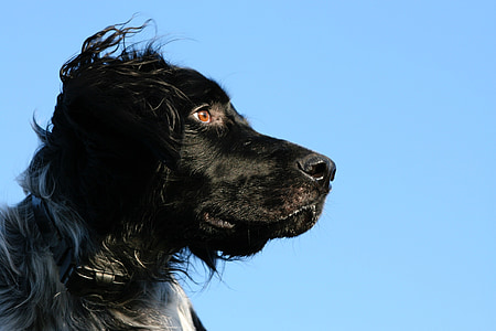 black dog thumbnail