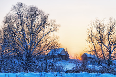 snow covering bare trees near houses thumbnail