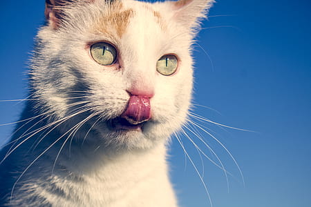 Short-fur White Cat thumbnail