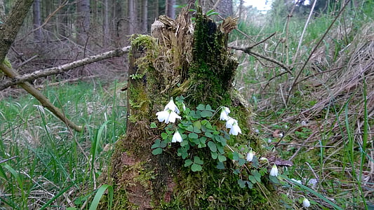 green plants and white flowers thumbnail