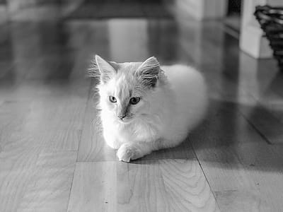 Silhouette Photo of Cat Sitting on Floor thumbnail