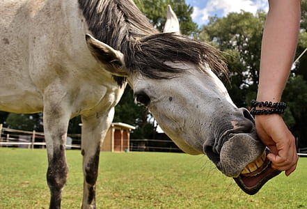white horse standing on green grass field thumbnail