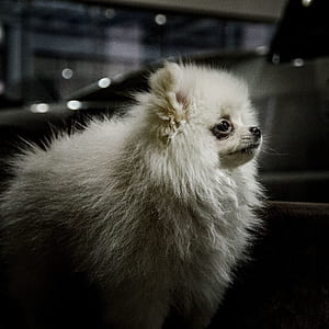 long-coated white dog in focus photography thumbnail