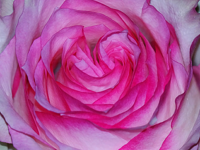 closeup view of pink petaled flower thumbnail