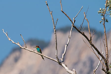 teal and brown bird perching on twig thumbnail