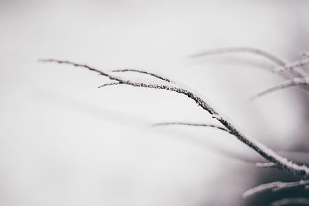 Closeup Photography of Snow-covered Plant Branch thumbnail