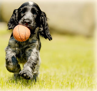 English setter puppy biting ball on green grass thumbnail