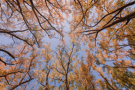Looking Up At Fall Trees Photo thumbnail