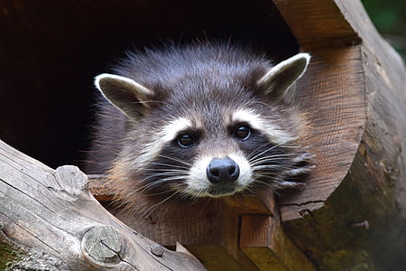 black and white raccoon thumbnail