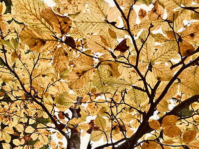 low angle photo of brown leafed tree thumbnail
