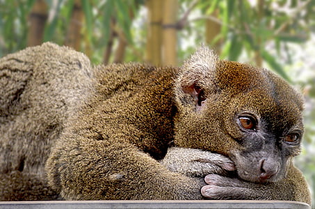 photo of brown primate on wooden surface thumbnail