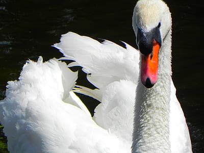 close up photo of mute swan on body of water thumbnail