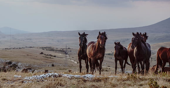 herd of horse running on grass thumbnail