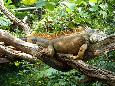 green and brown Iguana lying on branch thumbnail